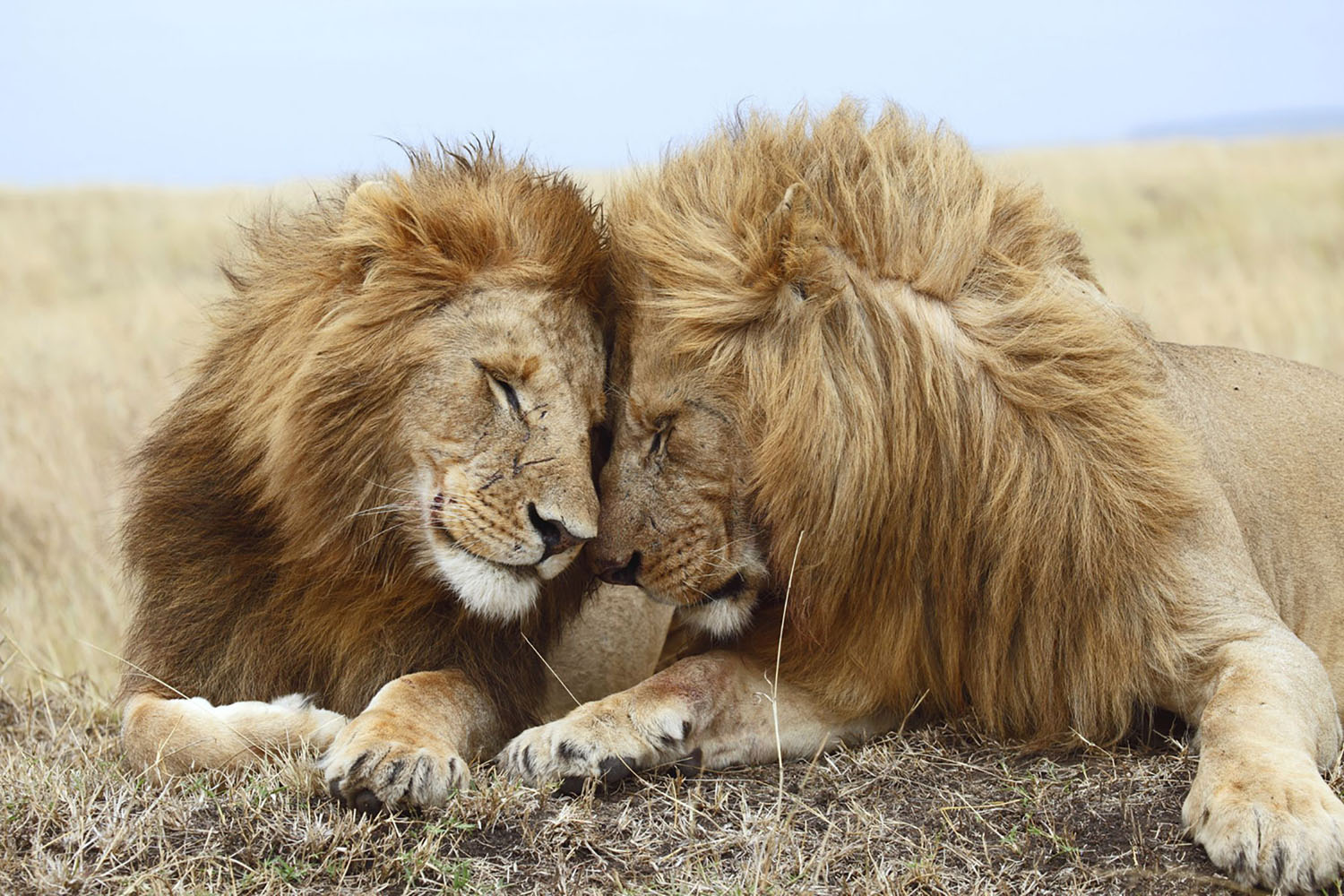 Two lions cuddle each other