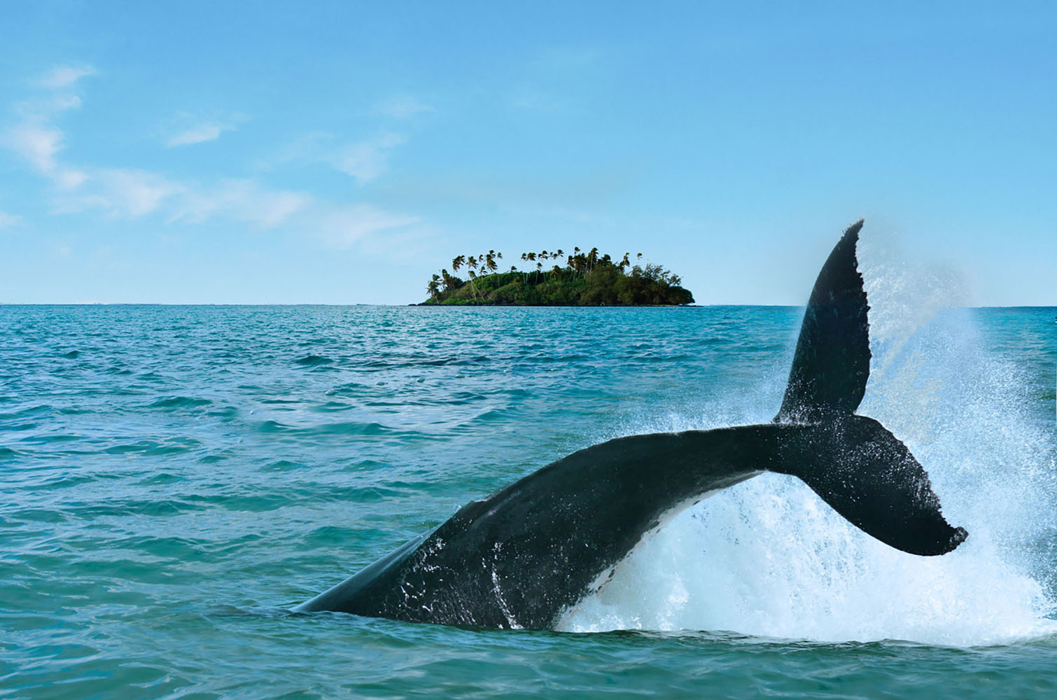A whale jumps into the water