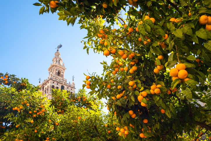 Seville, Spain, the Cathedral bell tower seen from the garden courtyard