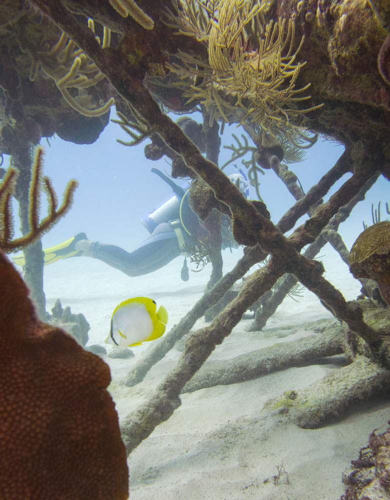 Scuba diving near a shipwreck covered with coral in Bermuda