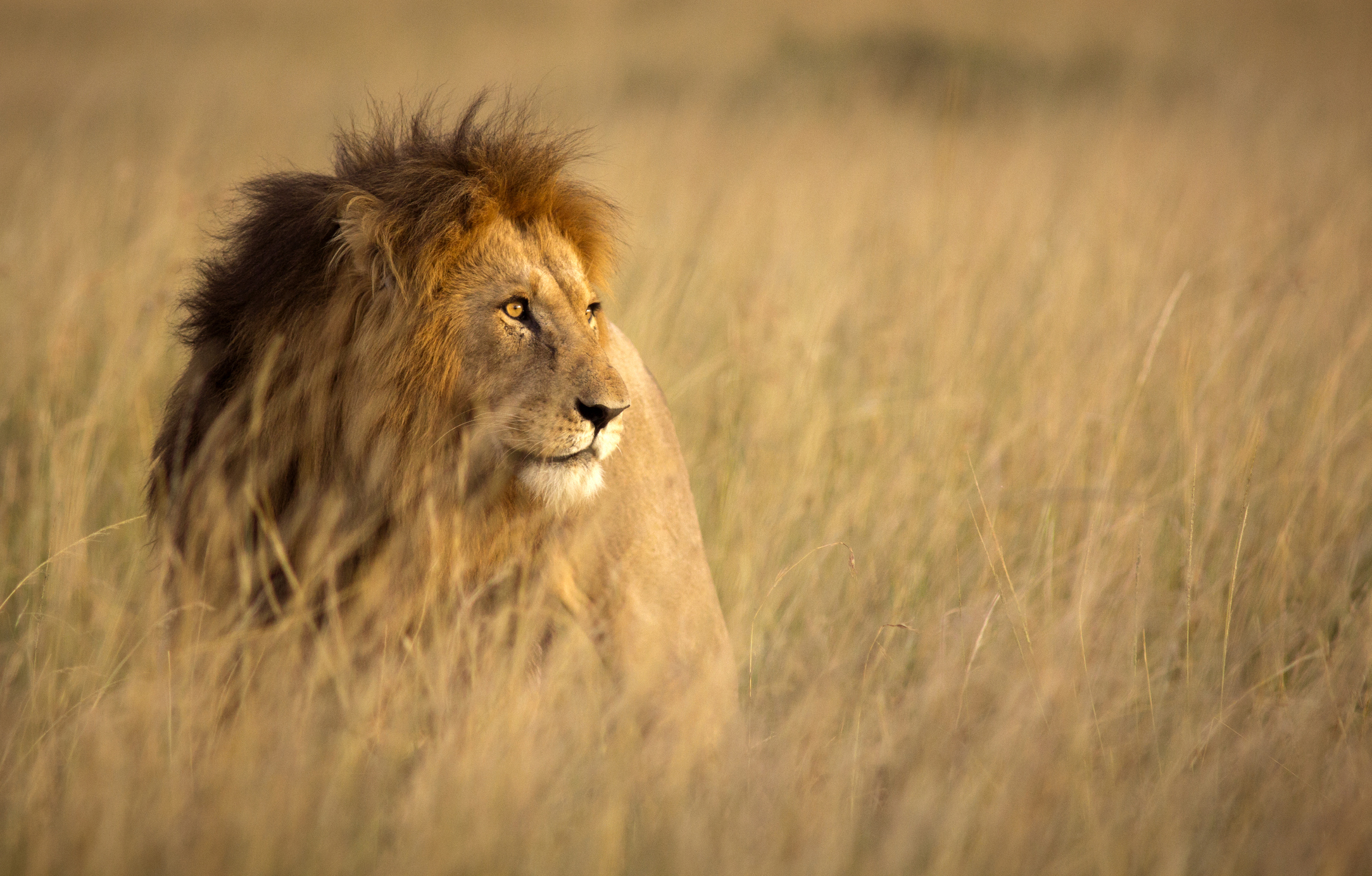 A lion in the grass in Africa