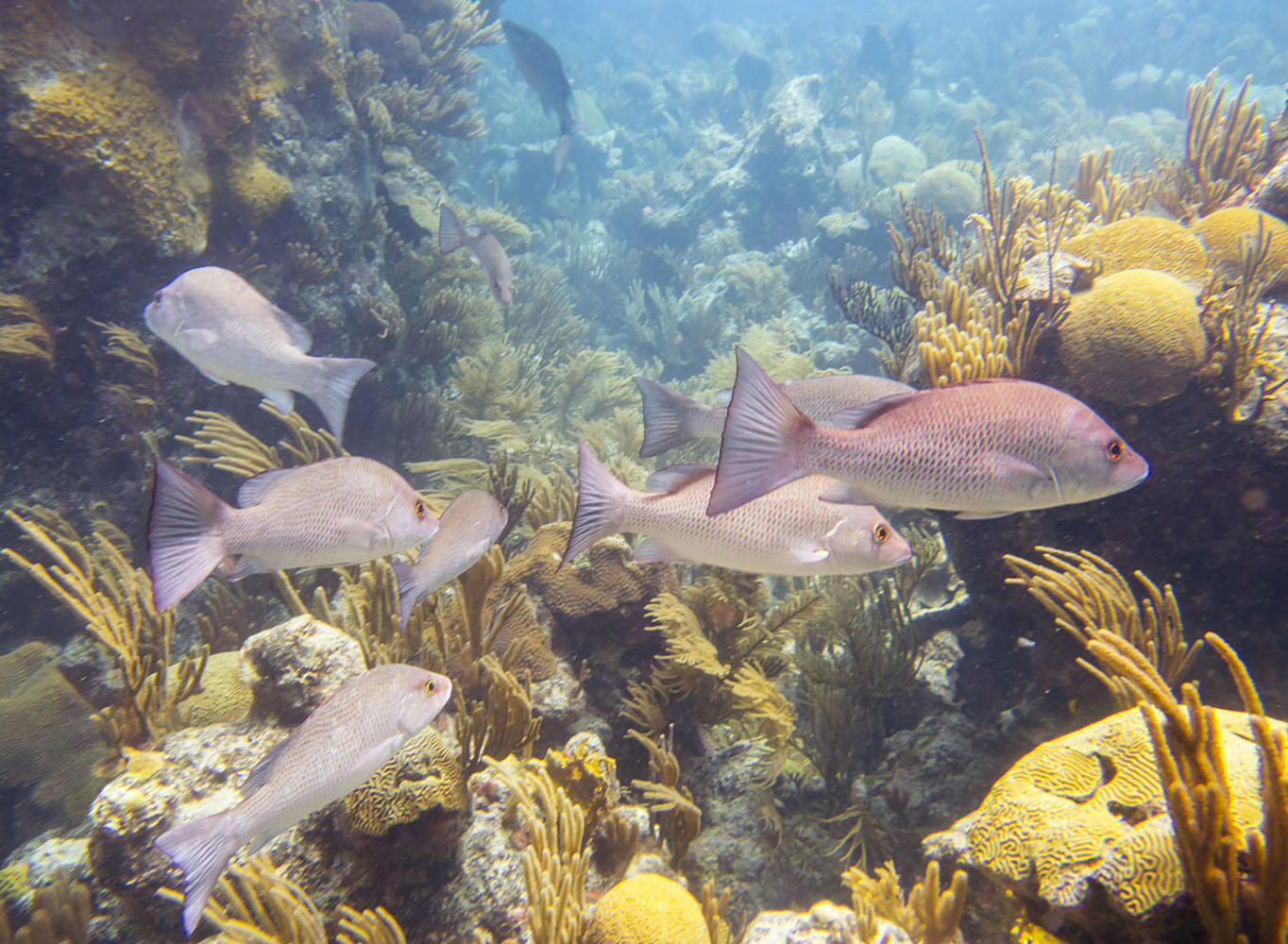 A Bermuda coral reef with fish
