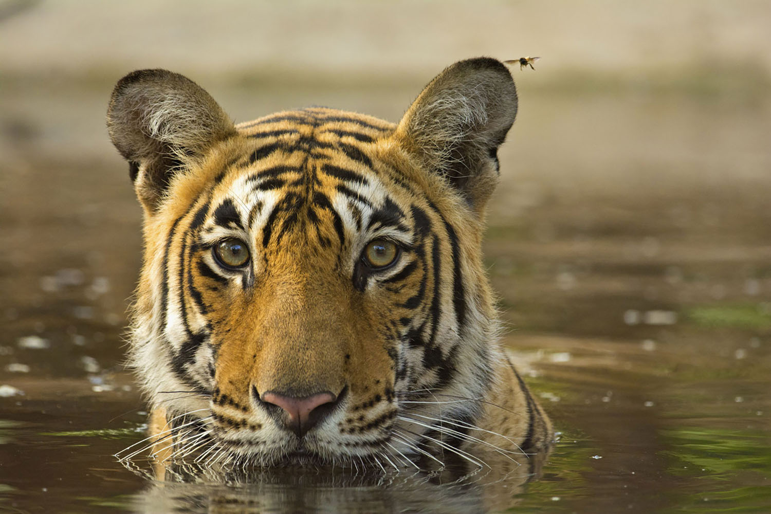 Wild tiger in a pool of water in Ranthambore National Park