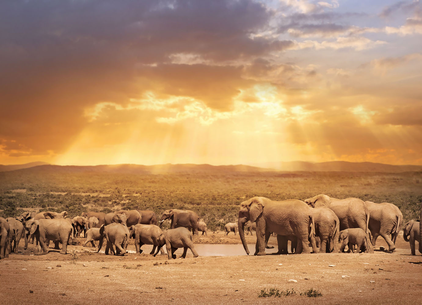 Elephants in Addo Elephant Park in South Africa.