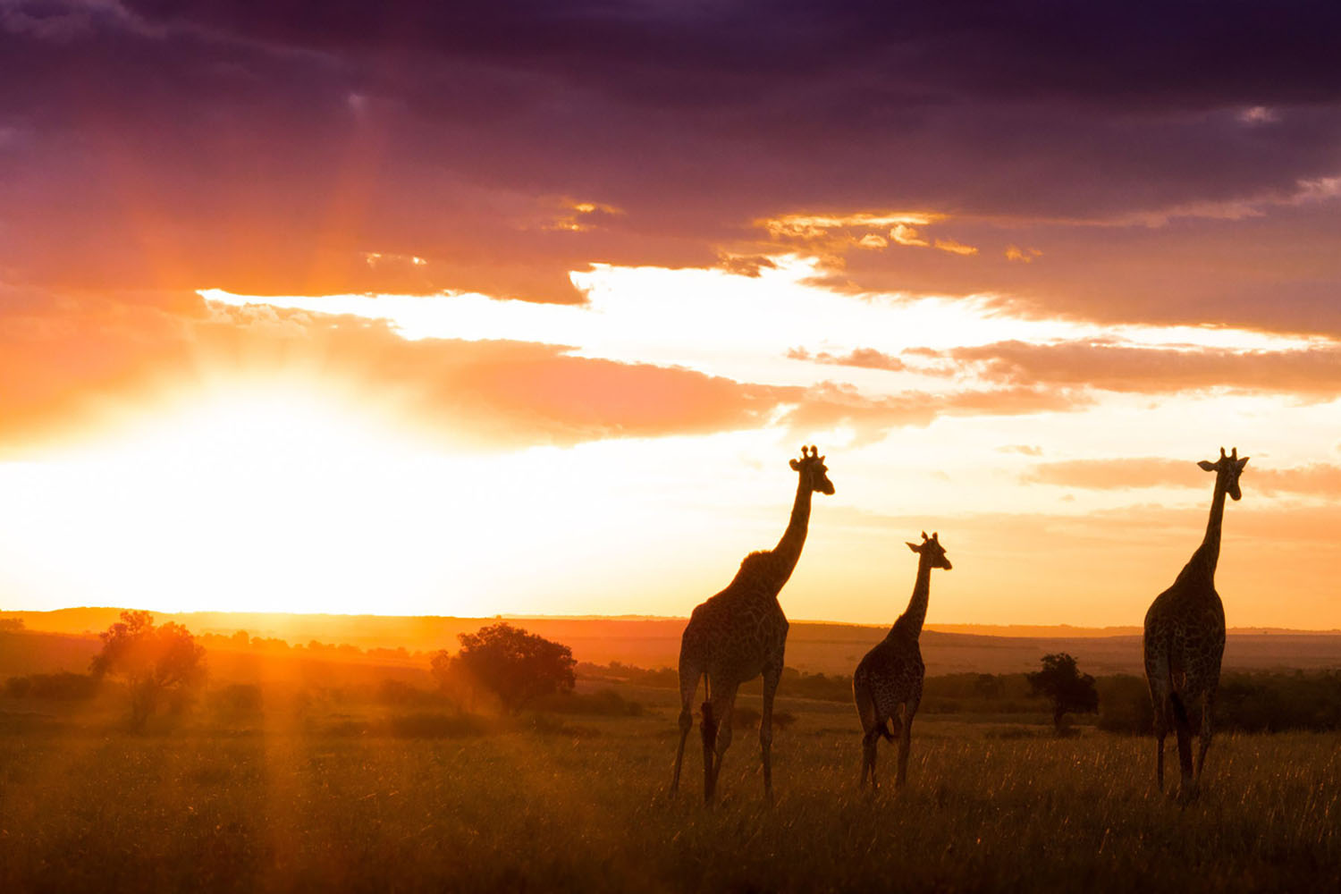 Giraffes in Masai Mara National Reserve in Kenya at sunset.