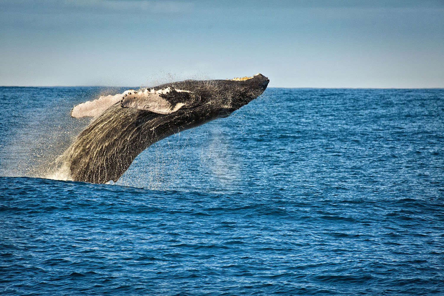 A whale jumps out of the water
