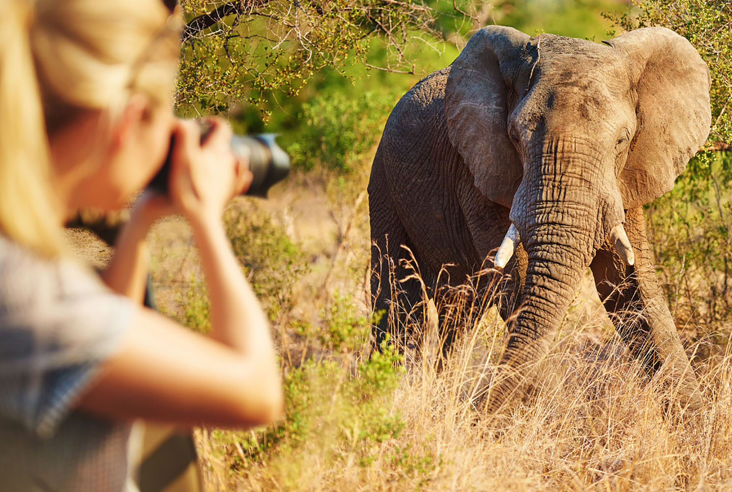 A woman photographing at elephant during an African safari.