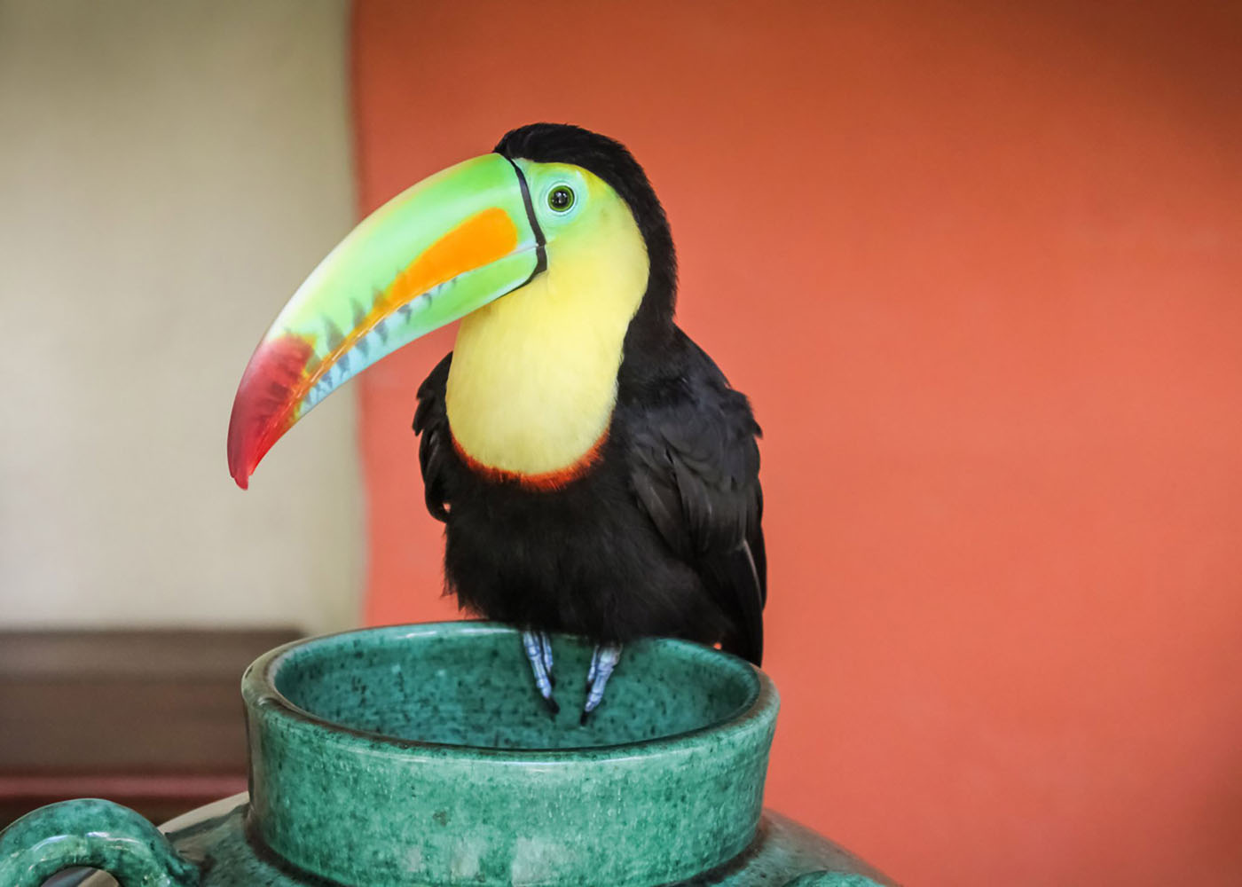 Adult Toucan posing on a vase in Cartagena, Colombia