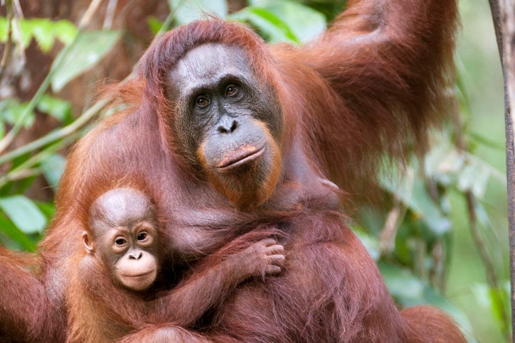 A mother and son orangutan