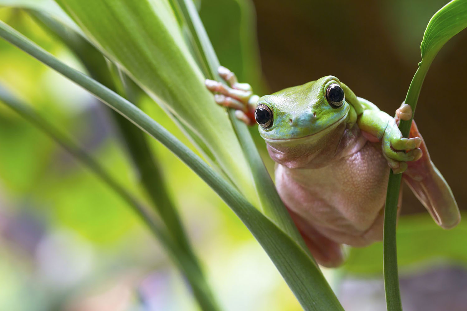Australian Green Tree Frog on a leaf