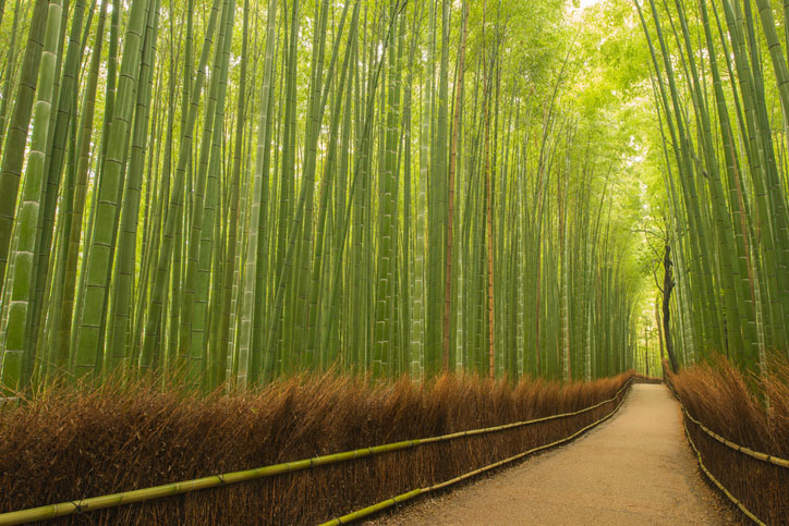 Small path in bamboo forest, Kyoto, Japan