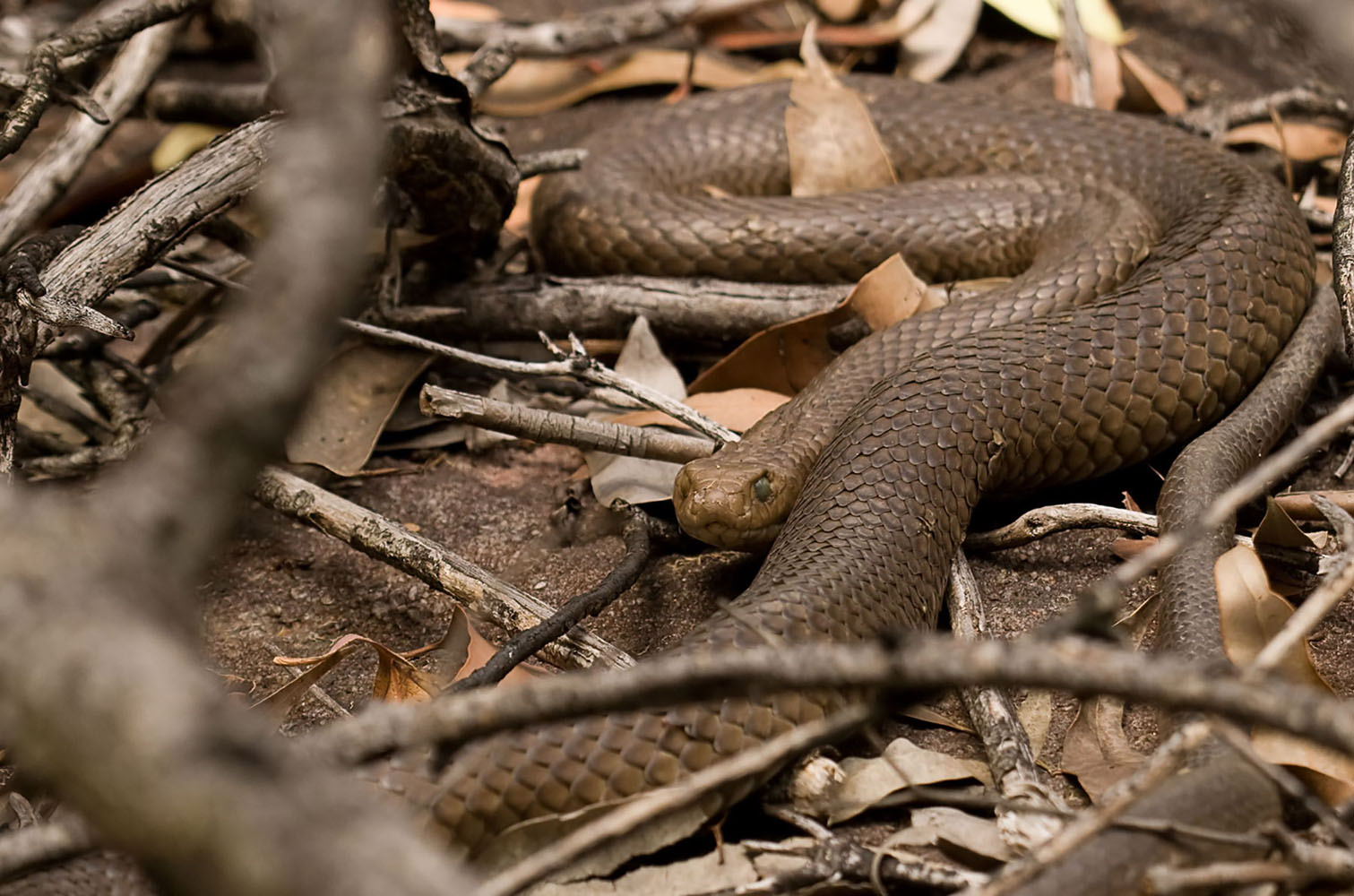 A large Eastern Brown Snake hiding in leaves