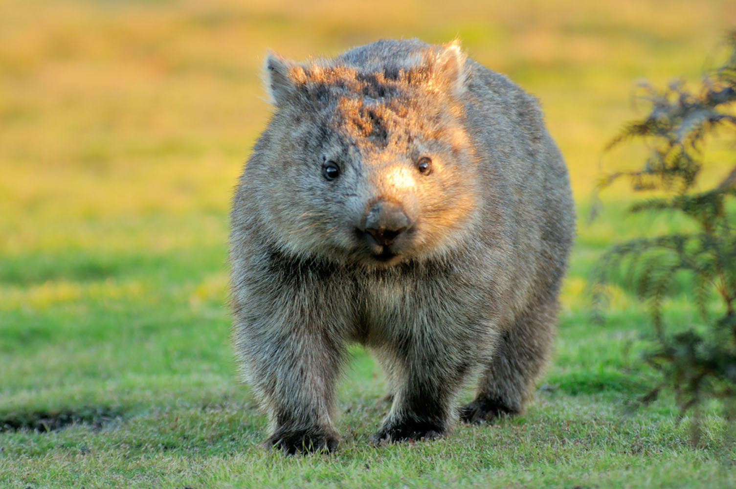 A Wombat forages for food at sunset