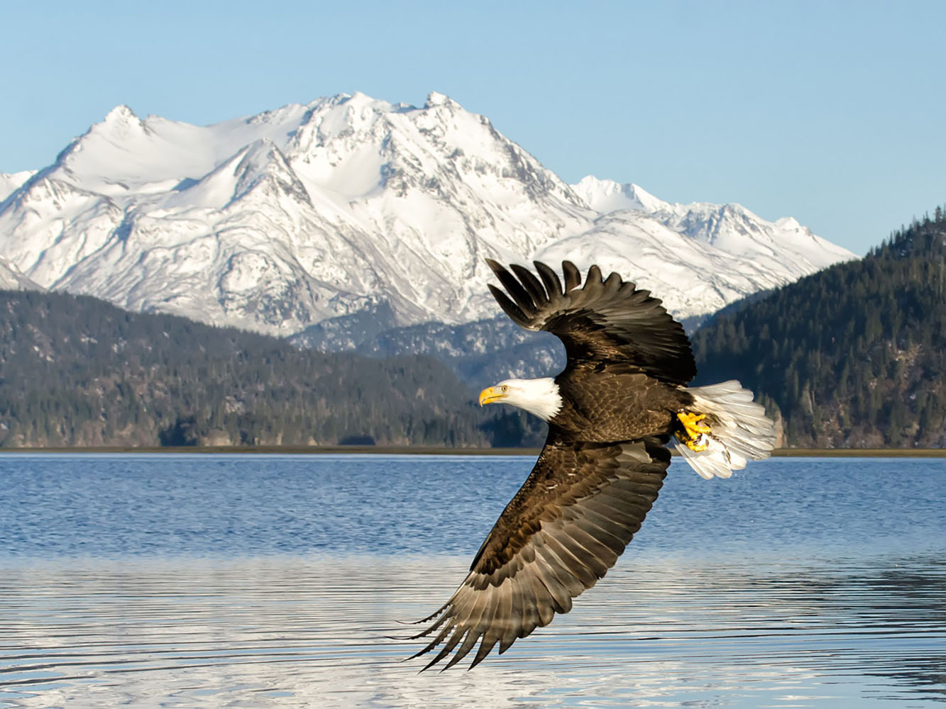 A Bald Eagle flying with the backdrop of one of Alaska's glaciers