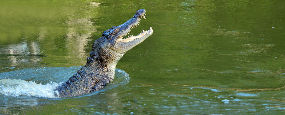 Saltwater crocodile leap out of the water in a river in Australia