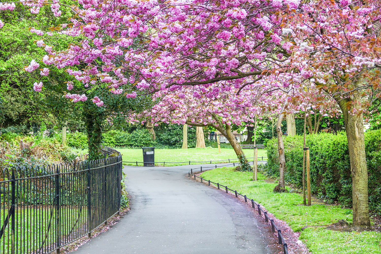 Saint Stephen's Green in Dublin with a pink flowering tree in bloom.