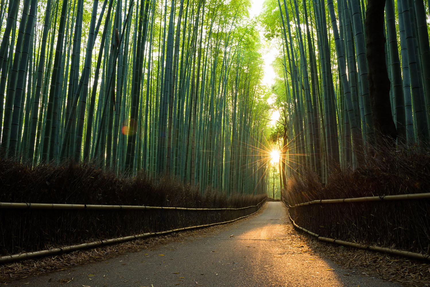 Arashiyama Bamboo Grove at Sunrise