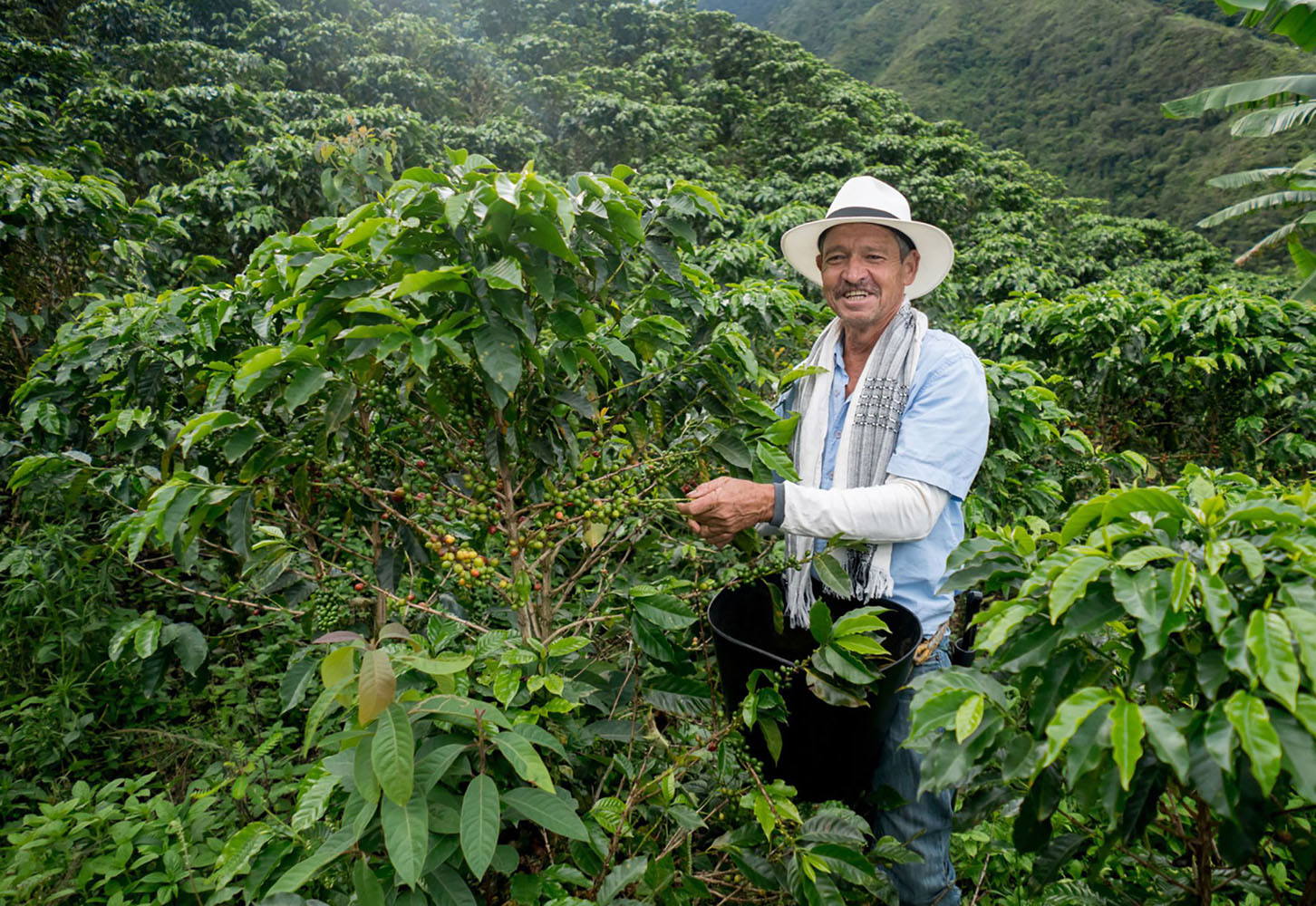 Farmer harvesting Colombian coffee outside Cartagena, Colombia