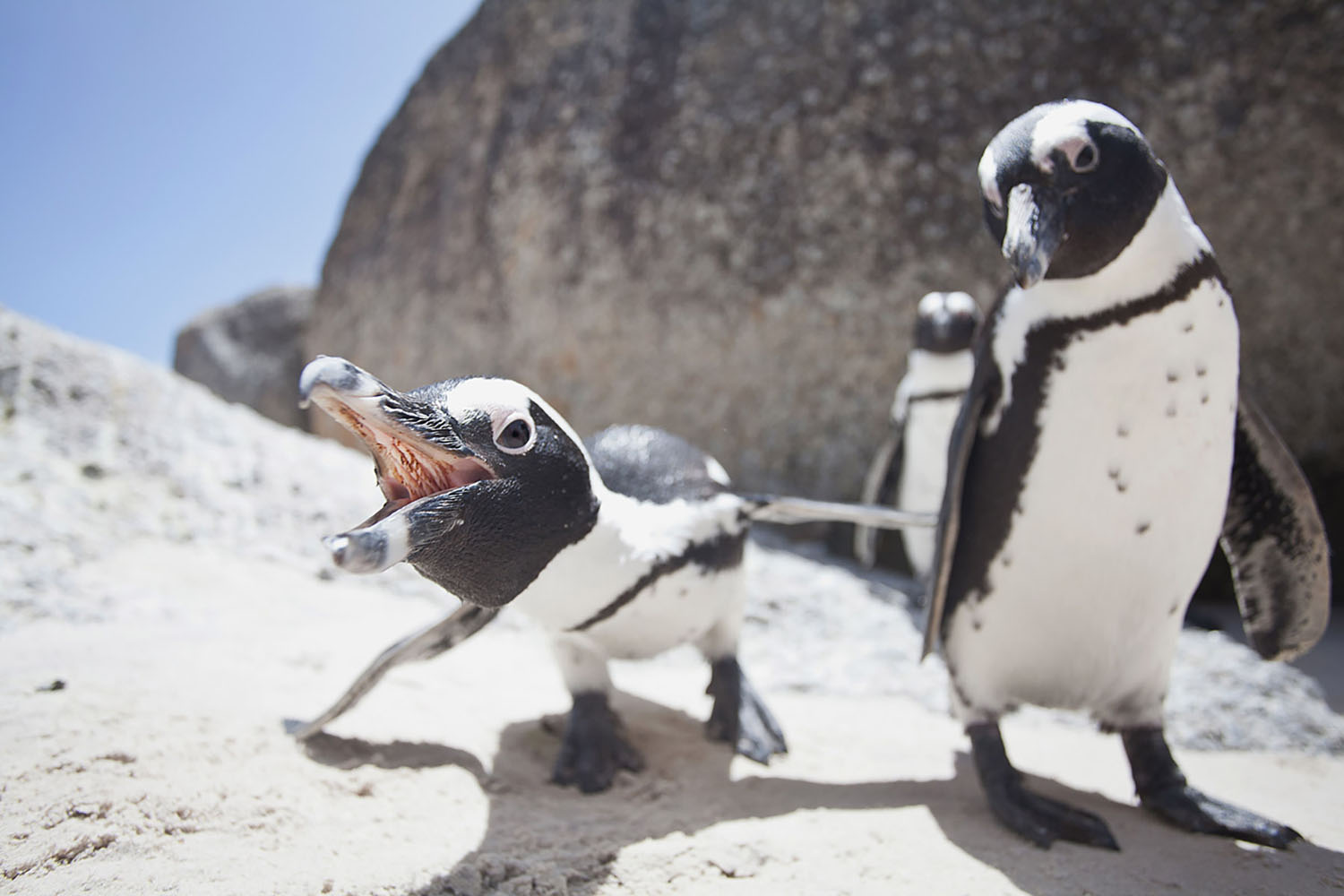Penguins on Boulders Beach near Cape Town, South Africa