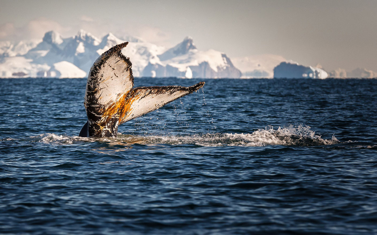 The tail of a whale emerges from the water in Antarctica.