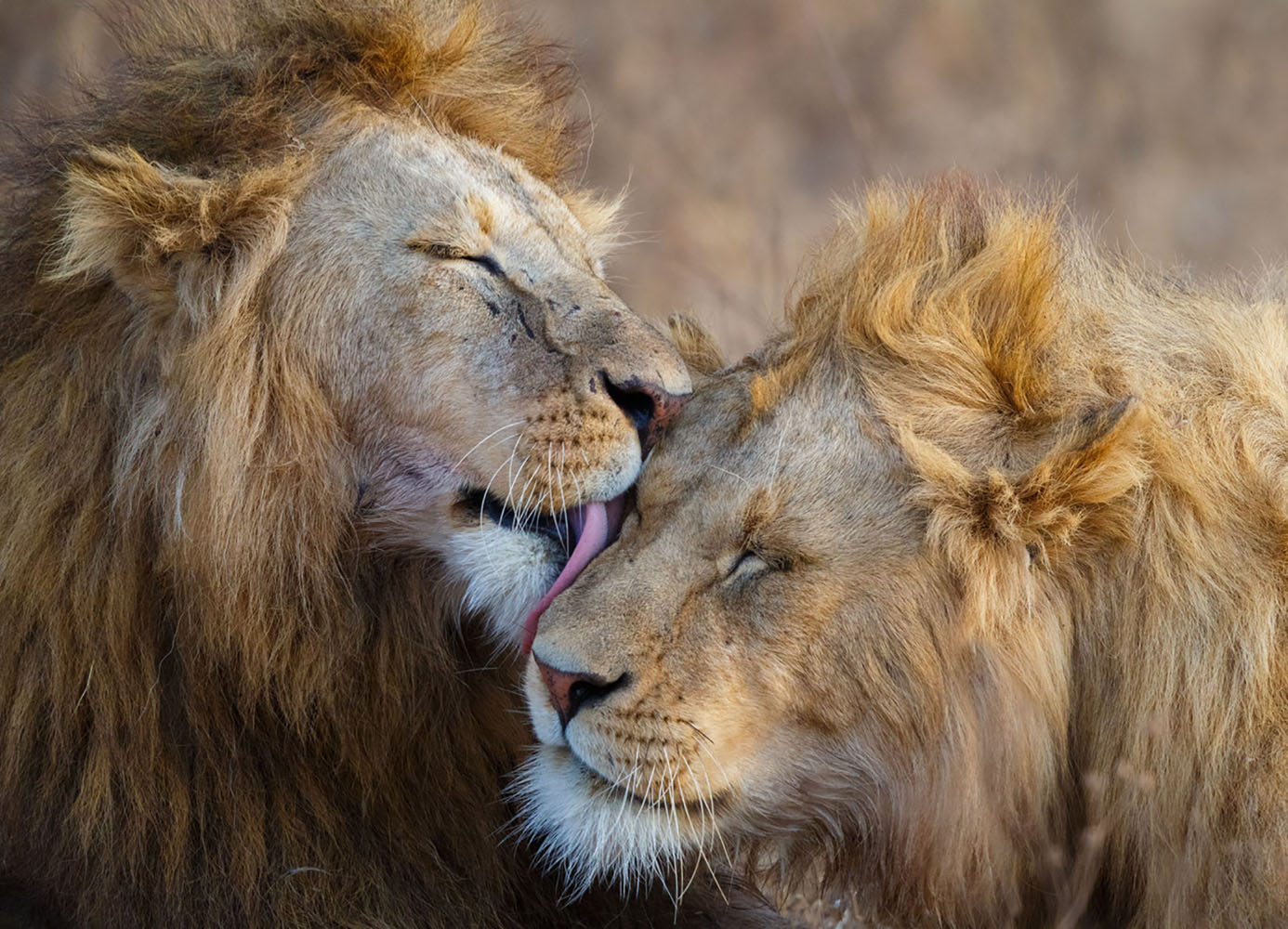 Two lions grooming each other.
