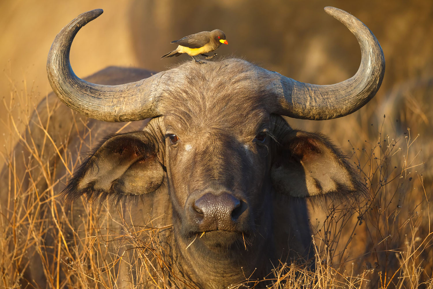 A Cape Buffalo with a small yellow bird, a Yellow Billed Oxpecker, perched on its head.