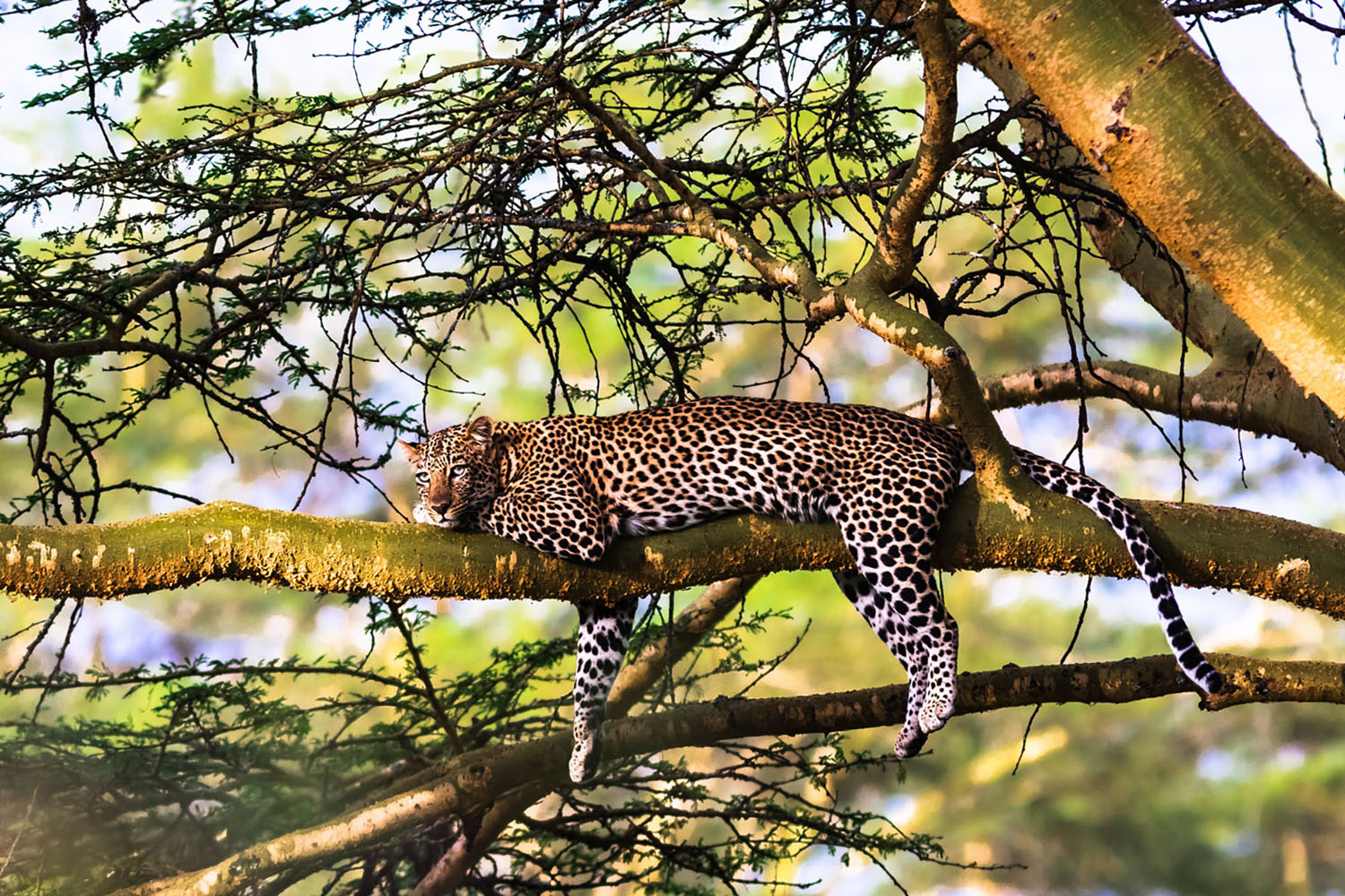A leopard relaxing sleepily in a tree.