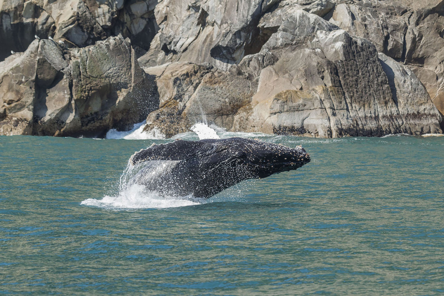 Breaching humpback whale in Kenai Fjords National Park, Alaska.