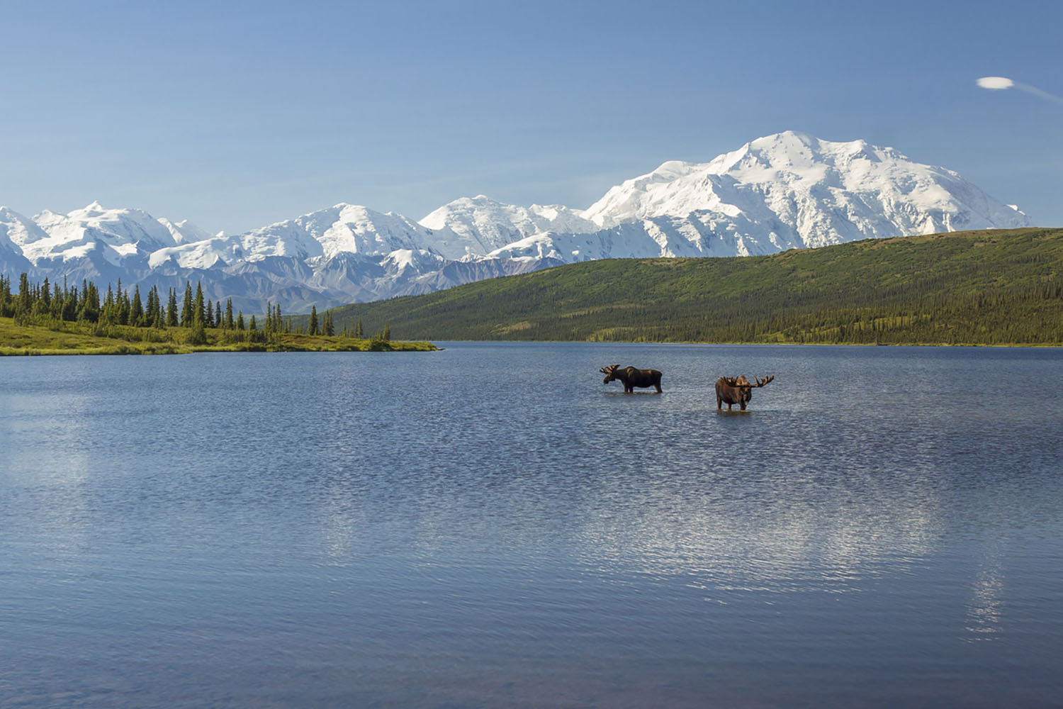 Two moose drink from a lake in Denali National Park in Alaska. Snowcapped mountains are in the background.