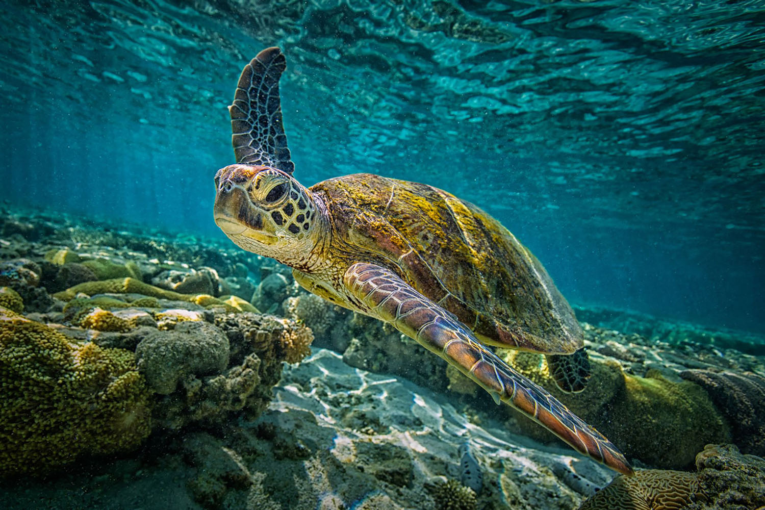 A green turtle swims in Australia