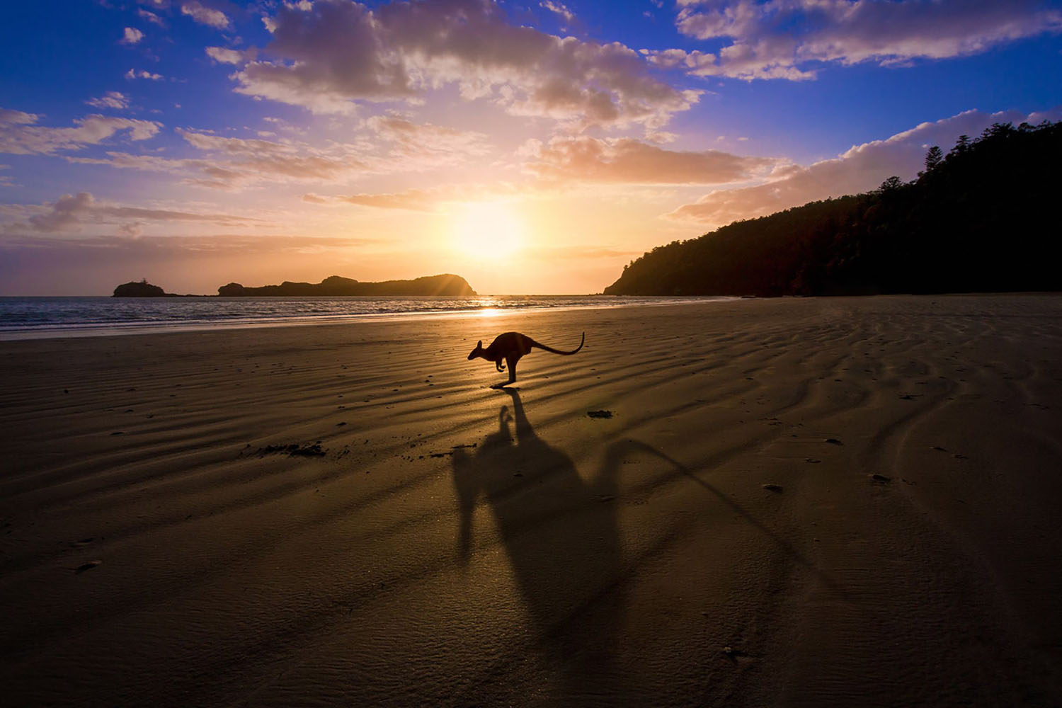A kangaroo jumps in front of a sunrise over the beach