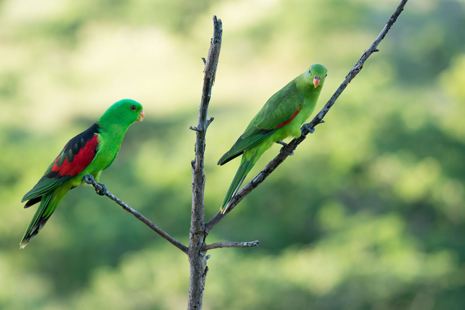 Male and female Australian native red-winged parrots in dead tree