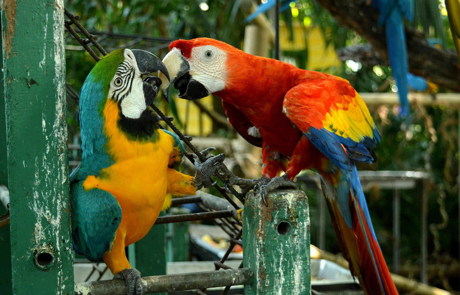 Parrots In Cartagena, Colombia