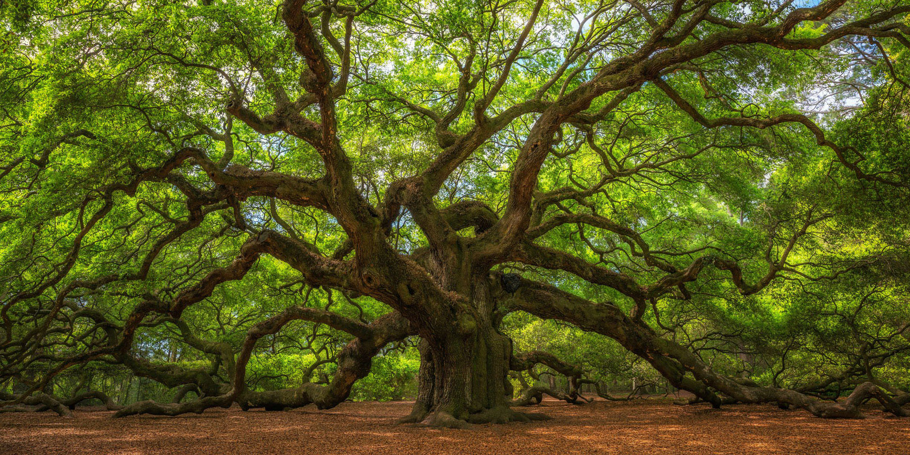 The historic Angel Oak Tree near Charleston, South Carolina