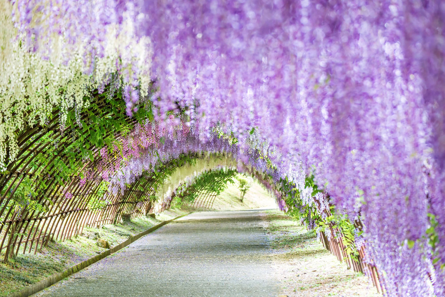 A colorful garden in Japan