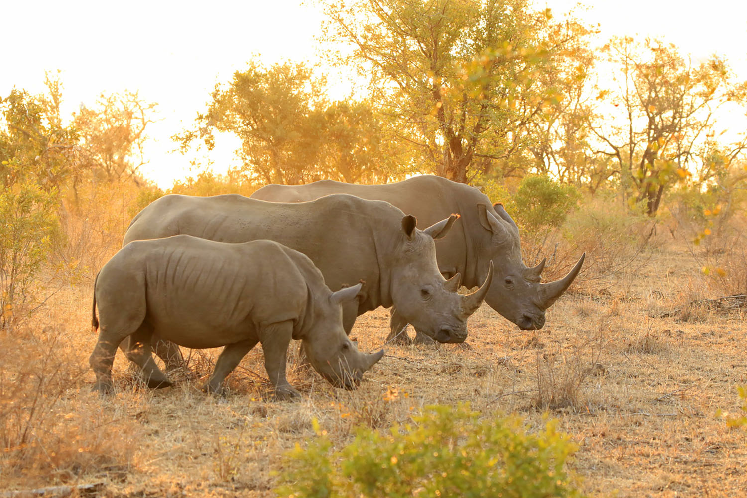 Two adult rhinos and one baby rhino.