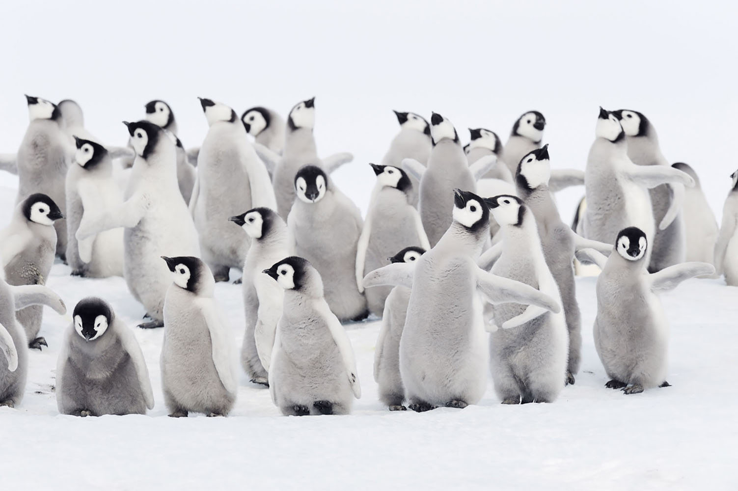 A group of baby Emperor Penguins in Antarctica.