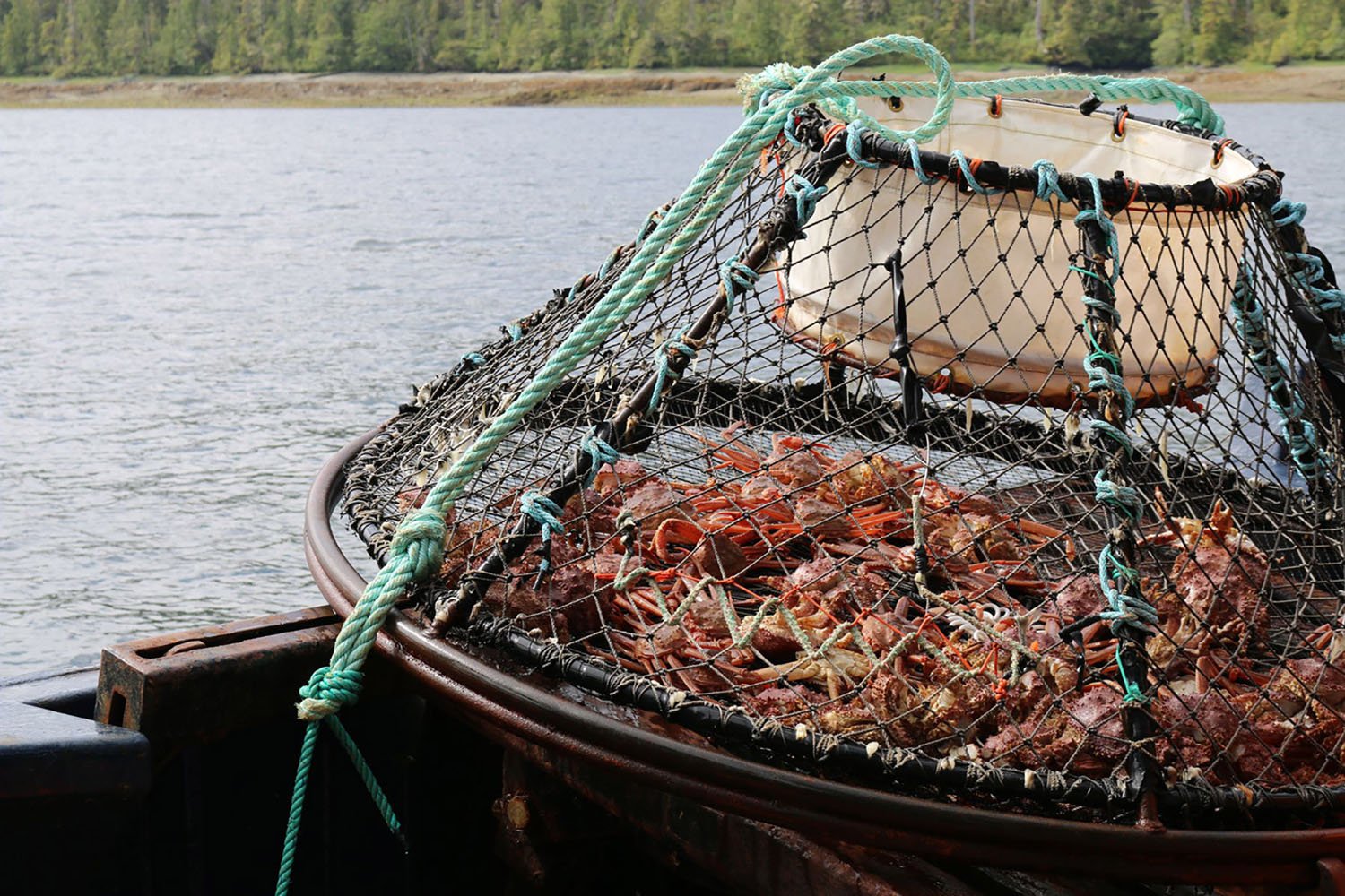 A crab trap with lots of crabs in Alaska.