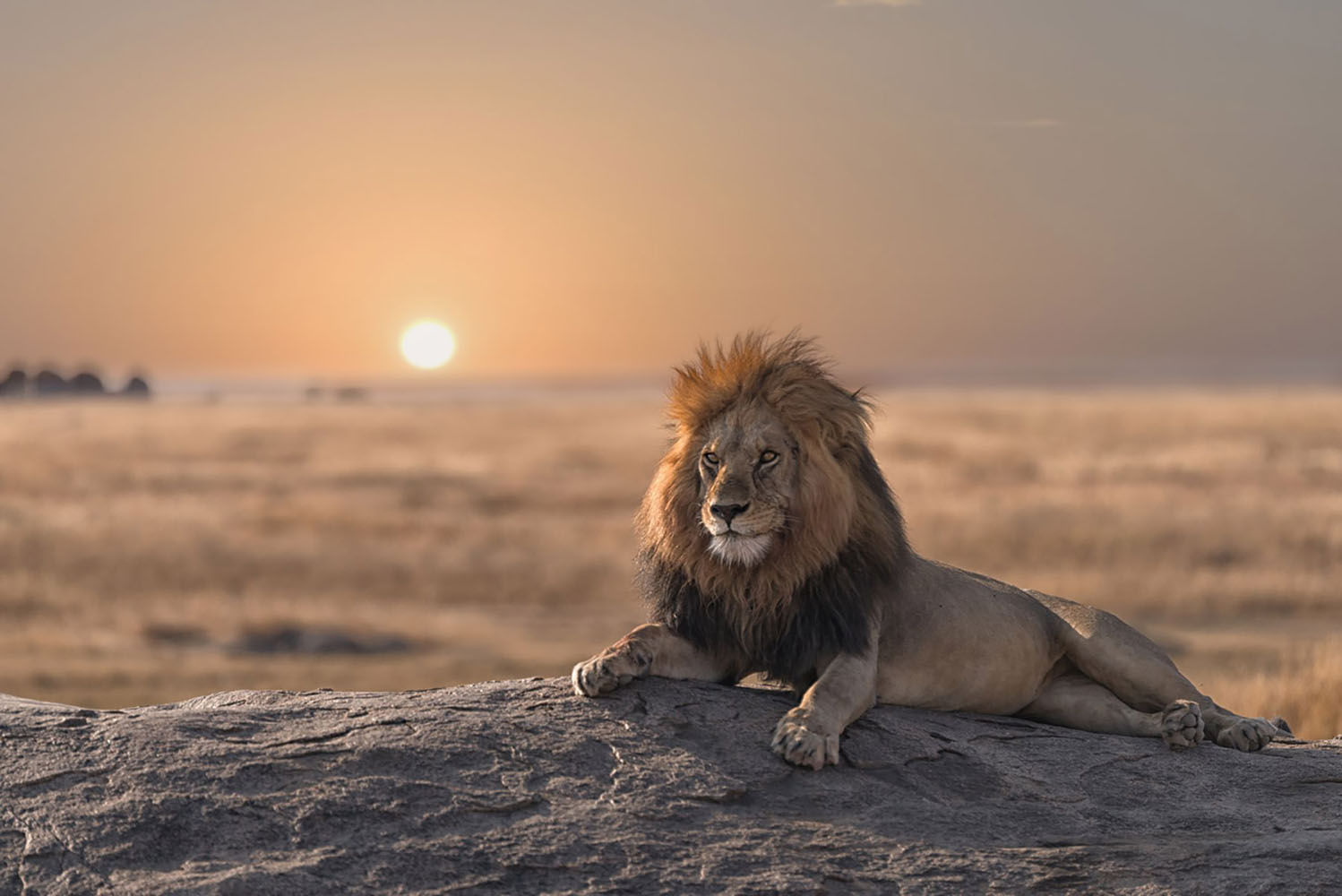 A male lion is sitting on the rock, watching his land
