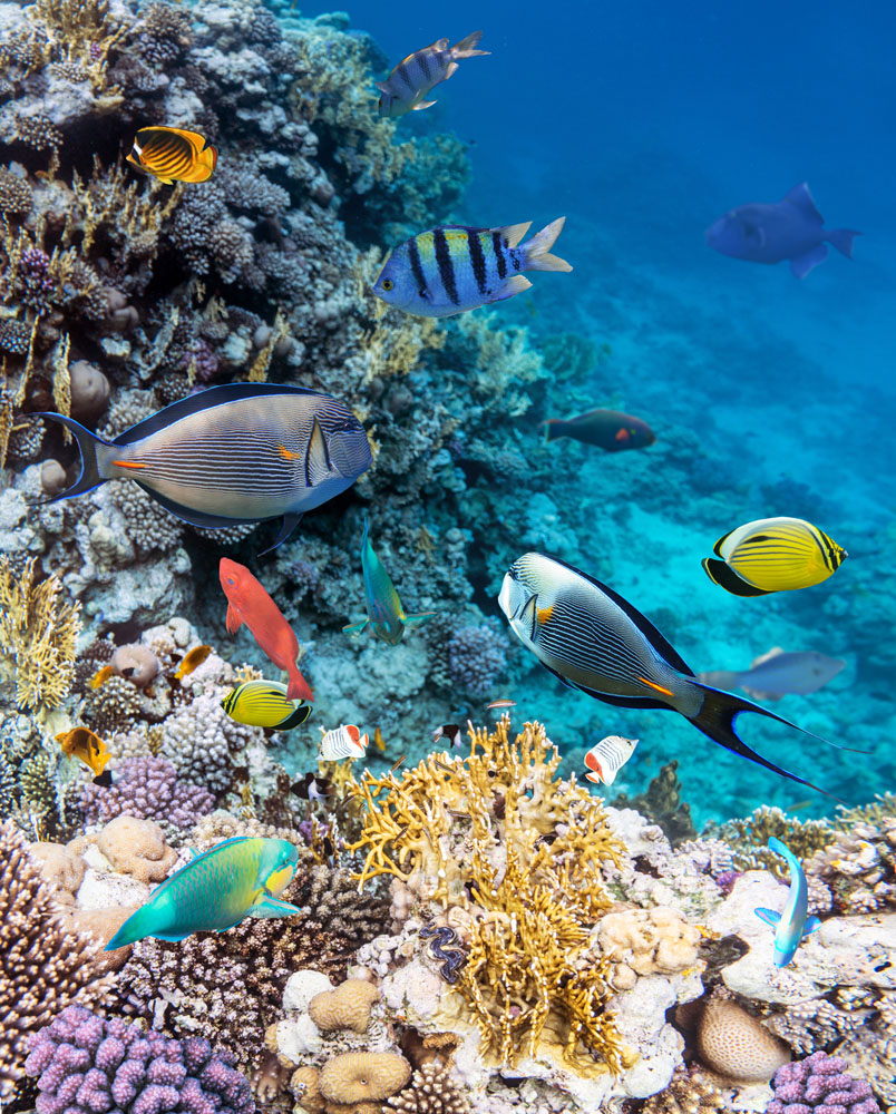 Tropical fish swim near a colorful coral reef