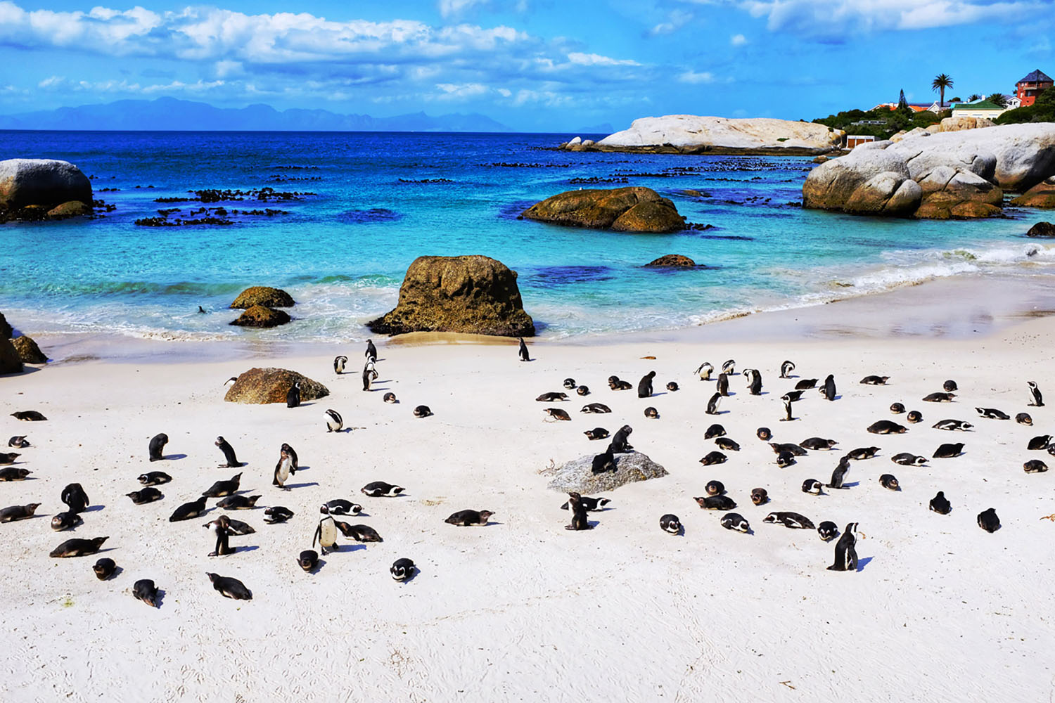 Penguins at the Boulders Beach colony in South Africa.