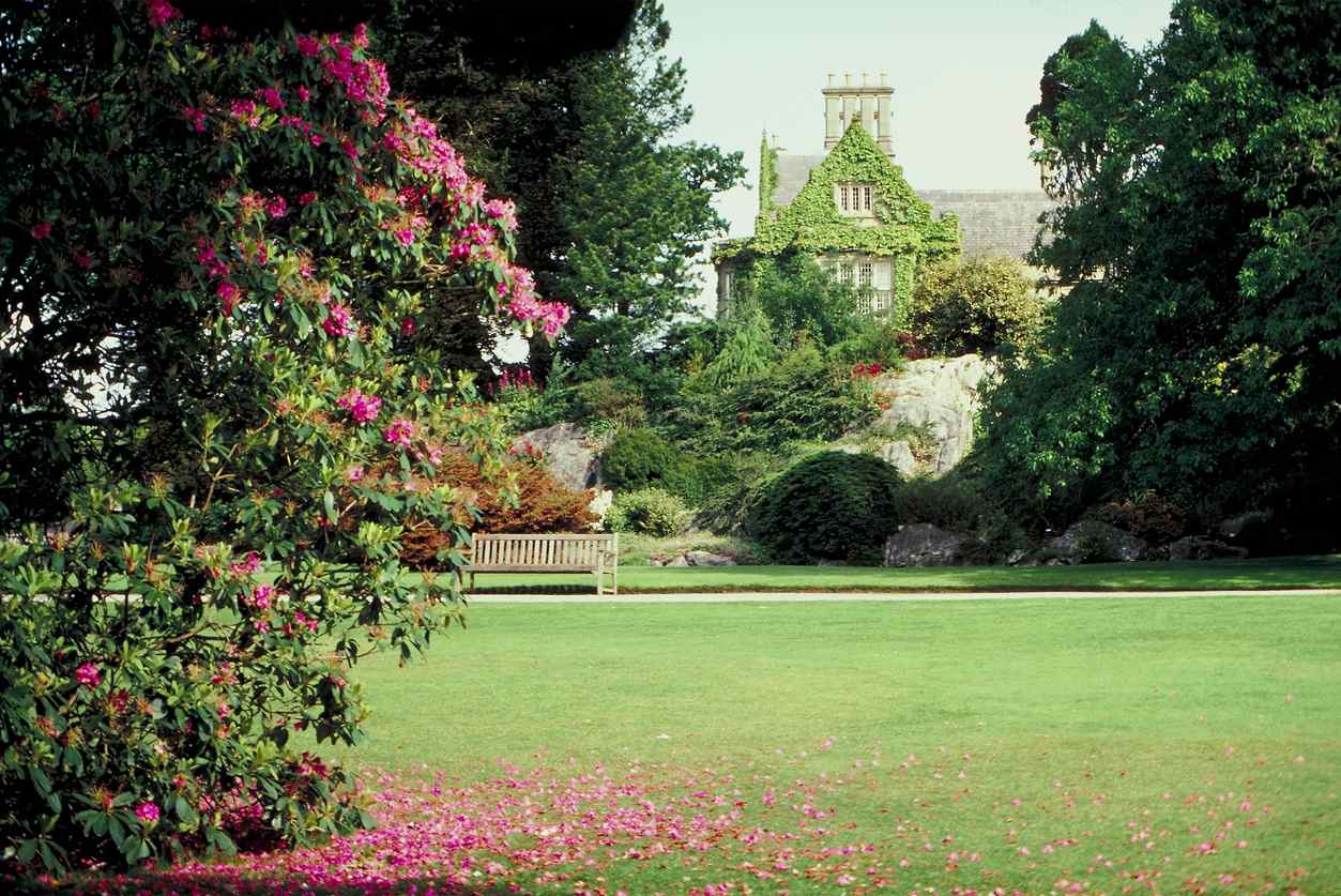 Muckross House and garden where pink pedals have fallen on green grass