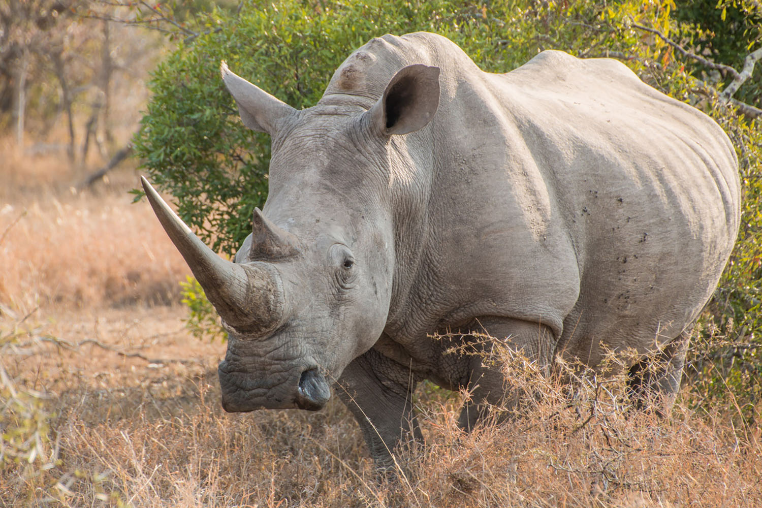White Rhinoceros standing in grass facing the camera