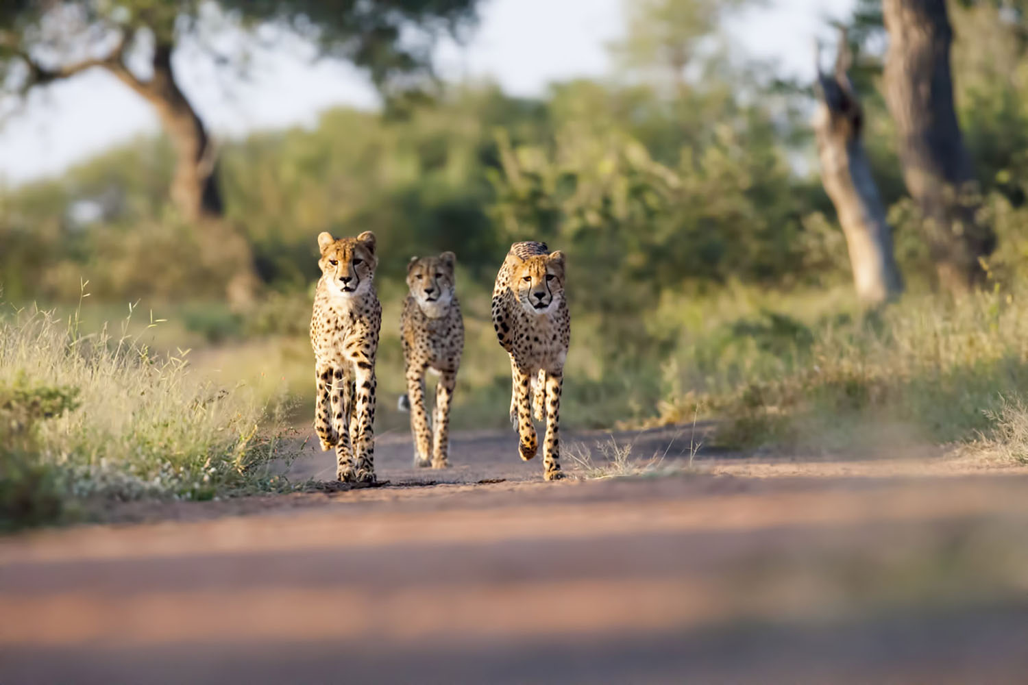 Three young Cheetahs in Kruger, South Africa