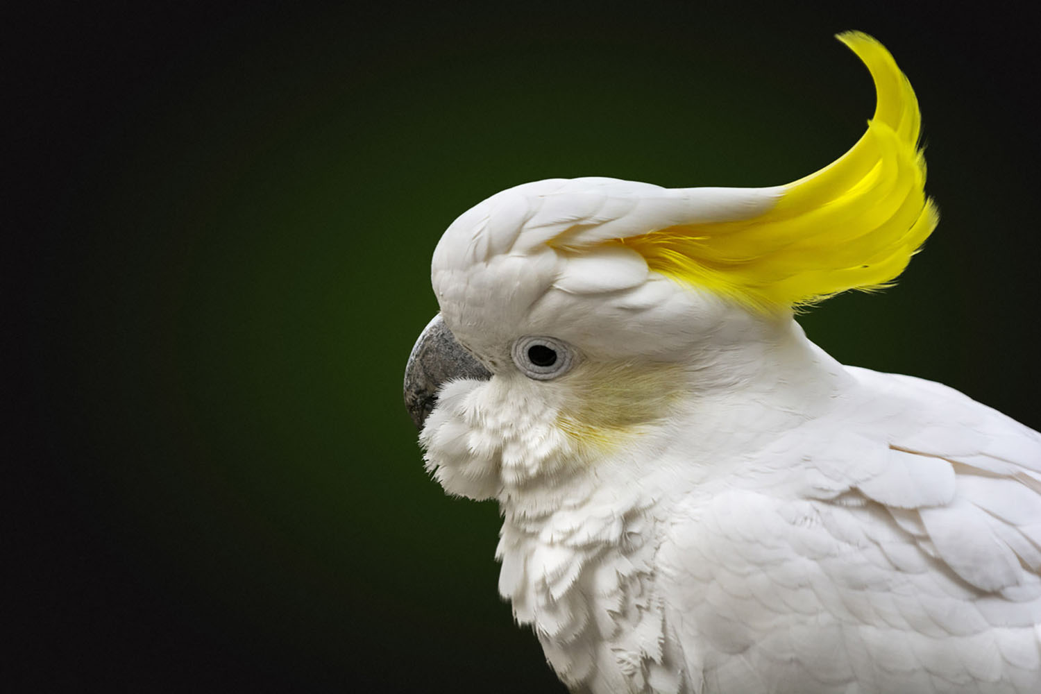 Sulphur-crested cockatoo with raised kerst