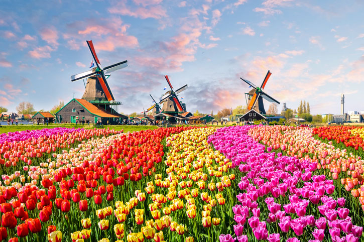Traditional dutch windmills and houses near the canal