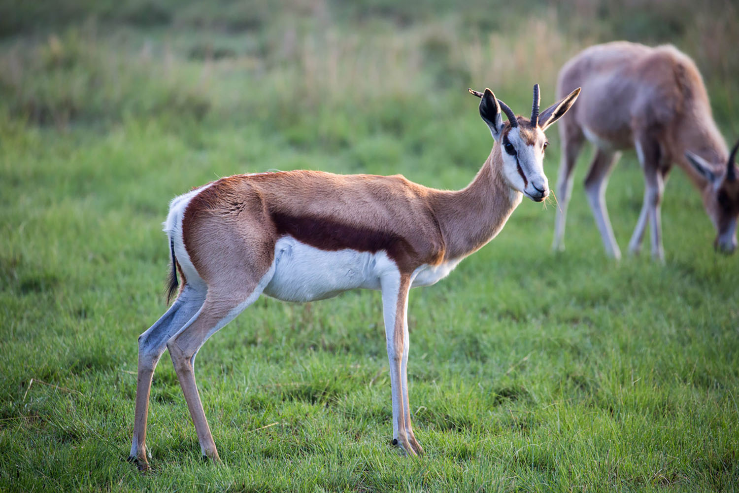 A springbook is a type of gazelle found in South Africa.