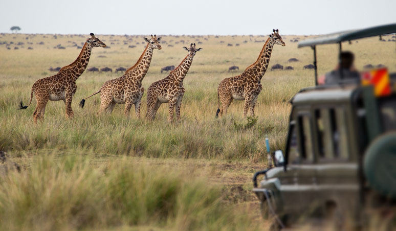 Giraffes walk through the grass