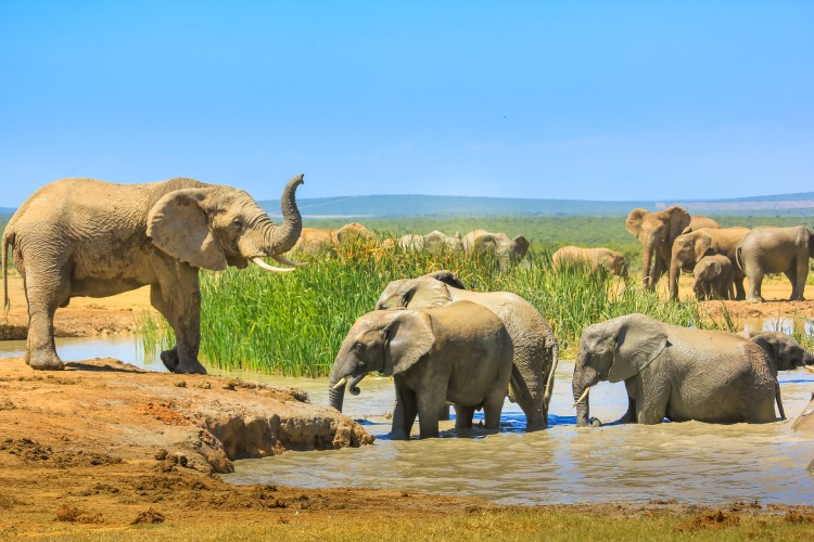 African Elephants near a large pool in Addo Elephant National Park