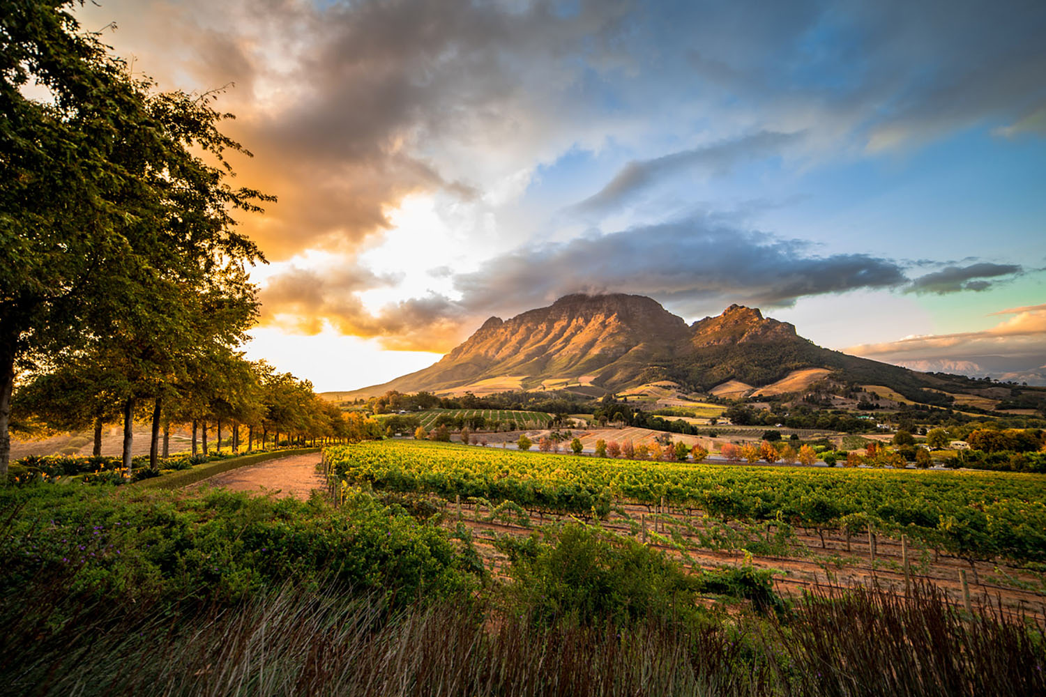 Wine region near Stellenbosch in South Africa